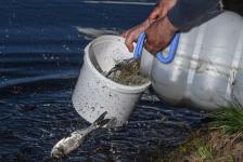 Белый амур, толстолобик и карп появились в тюменском озере Тихом