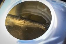 Белый амур, толстолобик и карп появились в тюменском озере Тихом