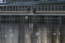 Белый амур, толстолобик и карп появились в тюменском озере Тихом