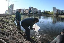 Белый амур, толстолобик и карп появились в тюменском озере Тихом