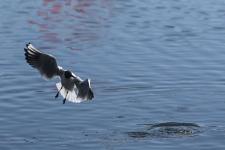 Белый амур, толстолобик и карп появились в тюменском озере Тихом