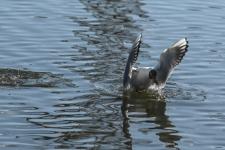 Белый амур, толстолобик и карп появились в тюменском озере Тихом