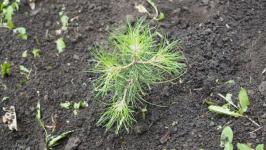 Саженец крымской сосны высадили в "Аптекарском огороде" в Тюмени Саженец крымской сосны высадили в "Аптекарском огороде" в Тюмени