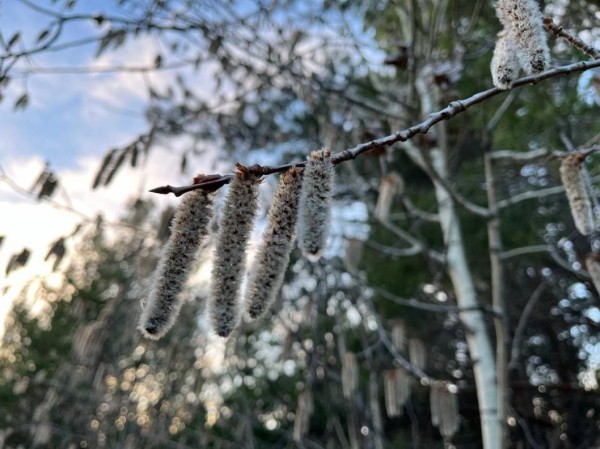 В Тюмени после дождей и снега вновь "запылила" береза