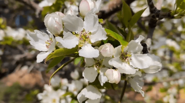 Эксперт рассказал, почему в Тюмени яблони зацвели раньше, чем в Ишиме Эксперт рассказал, почему в Тюмени яблони зацвели раньше, чем в Ишиме