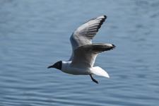 Белый амур, толстолобик и карп появились в тюменском озере Тихом