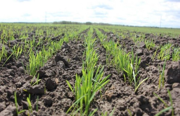 Аграрии Тюменской области завершили посевную