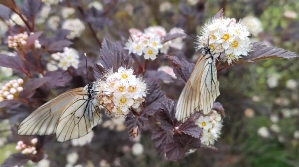 Как бороться с бабочкой-боярышницей в огороде, рассказали тюменским дачникам