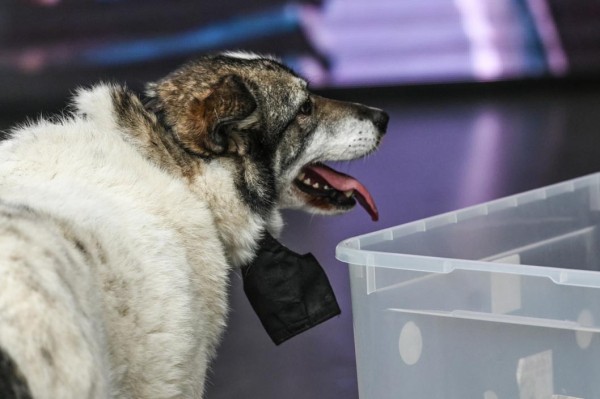 Контрафактный ветеринарный препарат обнаружили в Тюменской области