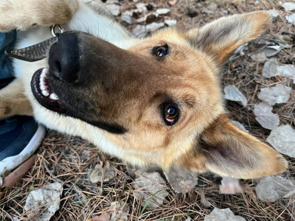 В деревне Омутинского района введен карантин по бешенству животных