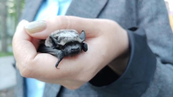 Двух летучих мышей выпустили на волю в сквере Моисеенко тюменские ученые 
