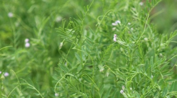 Тюменские аграрии посеяли чечевицу на 220 гектарах