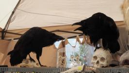 На "Абалакском поле" под Тобольском идут бои древних воинов