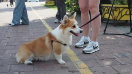 Йоркширских терьеров, корги и бассет-хаундов привели на экскурсию по истории Тюмени