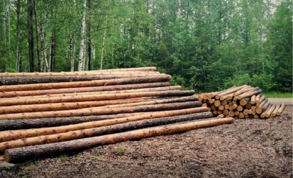 В Ярковском районе на арендованных лесных участках испортили плодородный слой почвы В Ярковском районе на арендованных лесных участках испортили плодородный слой почвы