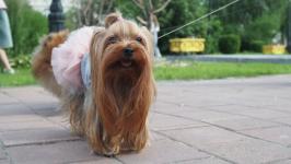 Йоркширских терьеров, корги и бассет-хаундов привели на экскурсию по истории Тюмени