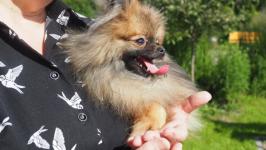 Йоркширских терьеров, корги и бассет-хаундов привели на экскурсию по истории Тюмени