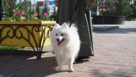 Йоркширских терьеров, корги и бассет-хаундов привели на экскурсию по истории Тюмени