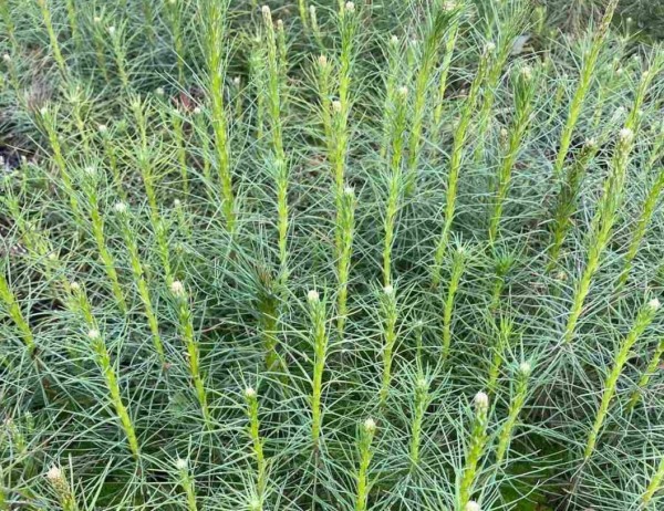 9,2 тыс. гектаров леса восстановят в Тюменской области в 2024 году  