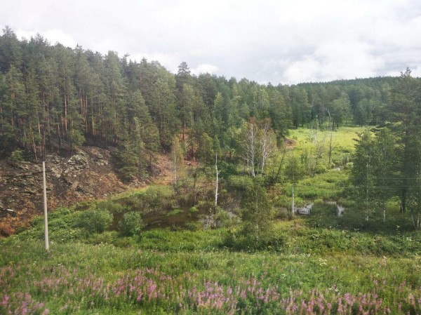 В Ялуторовском районе вырубили лес на 2 млн рублей В Ялуторовском районе вырубили лес на 2 млн рублей