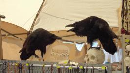 Фестиваль Средневековья "Абалакское поле" пятнадцатый раз проходит под Тобольском Фестиваль Средневековья "Абалакское поле" пятнадцатый раз проходит под Тобольском