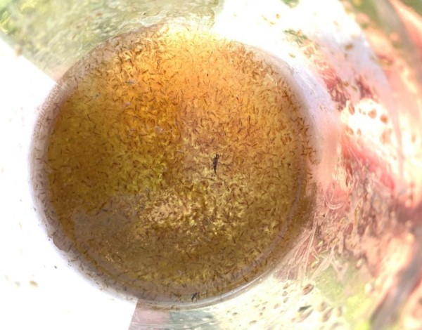 Промысловых беспозвоночных в 120 озерах Западной Сибири исследовали ученые