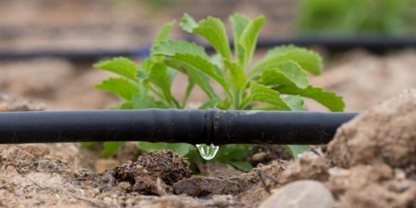 В Тюменской области системы орошения увеличивают урожайность овощей на 50 % 