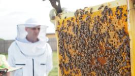 Капризы погоды не помешали тюменским пчеловодам собрать урожай меда Капризы погоды не помешали тюменским пчеловодам собрать урожай меда