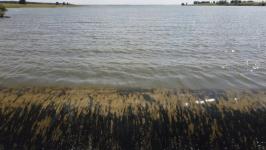 Моржи Тюмени переплыли Ишимское море в Северном Казахстане