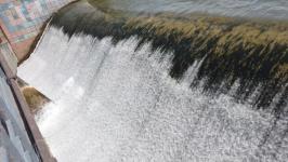 Моржи Тюмени переплыли Ишимское море в Северном Казахстане