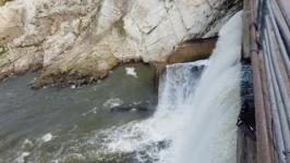 Моржи Тюмени переплыли Ишимское море в Северном Казахстане