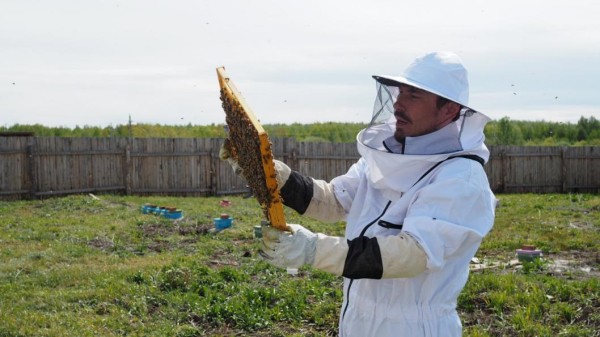 Капризы погоды не помешали тюменским пчеловодам собрать урожай меда Капризы погоды не помешали тюменским пчеловодам собрать урожай меда