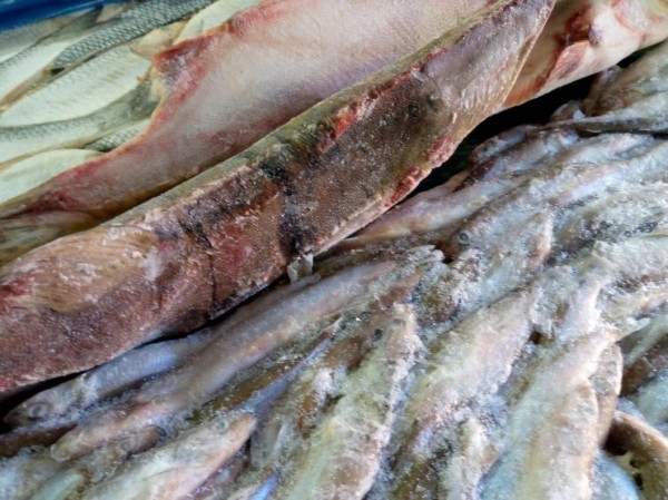 В Тюменской области предприятие выработало 157 кг налима из замороженной щуки