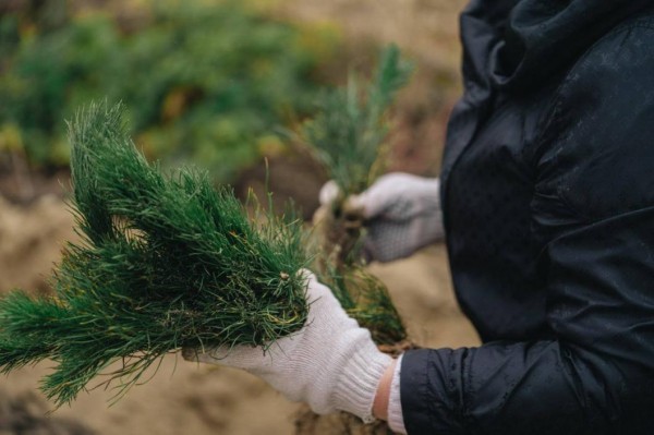 В селе Горьковка Тюменского района восстанавливают парк