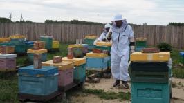 Капризы погоды не помешали тюменским пчеловодам собрать урожай меда Капризы погоды не помешали тюменским пчеловодам собрать урожай меда