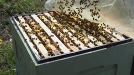 Капризы погоды не помешали тюменским пчеловодам собрать урожай меда Капризы погоды не помешали тюменским пчеловодам собрать урожай меда