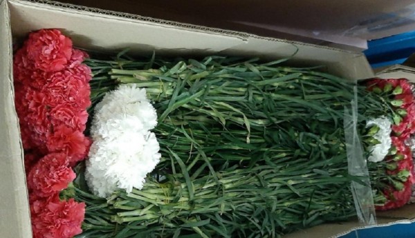 Более 259 тысяч свежих цветов ввезли в Тюменскую область из Казахстана с начала года