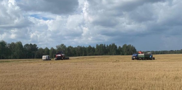 Дожди вносят коррективы в уборочную страду заводоуковских фермеров Дожди вносят коррективы в уборочную страду заводоуковских фермеров