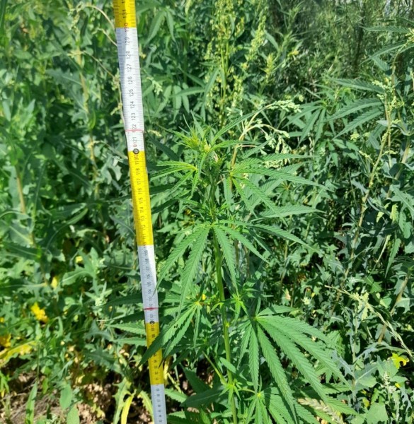 В Голышмановском районе выявили участок площадью 5 га с сорной коноплей