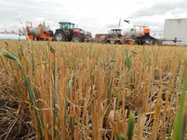 Тюменские аграрии наращивают темпы уборки техкультур Тюменские аграрии наращивают темпы уборки техкультур