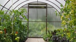 В Тюмени пациенты после инсульта проходят трудотерапию в теплице