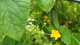 В Тюмени пациенты после инсульта проходят трудотерапию в теплице