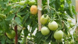 В Тюмени пациенты после инсульта проходят трудотерапию в теплице