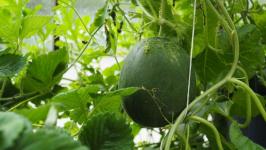 В Тюмени пациенты после инсульта проходят трудотерапию в теплице