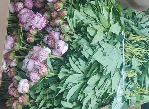 В тюменском Рощино уничтожили 100 пионов без документов