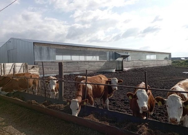 Викуловские животноводы расширяют площади для содержания ремонтного молодняка