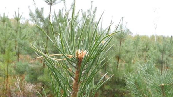 Тюменский боец СВО попробовал себя в роли лесничего благодаря программе "Время героев"