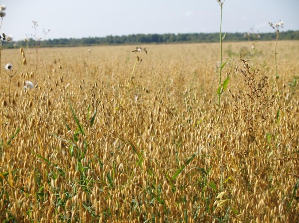 Урожай зерновых в Тюменской области превысил 300 тысяч тонн