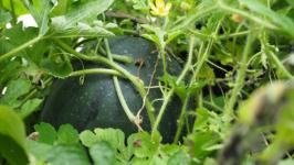 В Тюмени пациенты после инсульта проходят трудотерапию в теплице