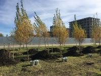 В озеленении района Тюменская слобода принял участие депутат городской думы В озеленении района Тюменская слобода принял участие депутат городской думы